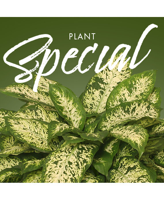 Plant Special Designer\'s Choice
